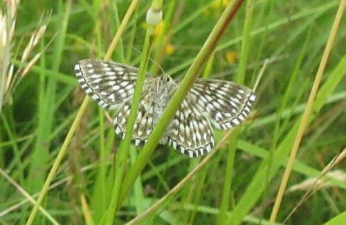 Réf. 233 872 : Scopula tessellaria